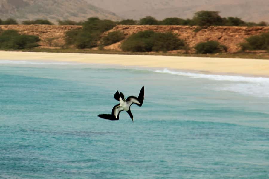 Santa Monica Beach Tour - Turtle Bay and Shark Bay, Amazing Even When You See Nothing