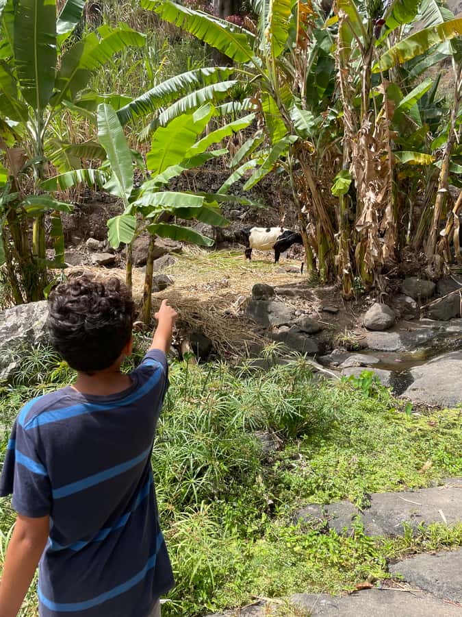 Santo Antão Highlights: Day Trip by Car with Ferry from SV - Old Mountain Road and Cova de Paúl: crater views that feel close