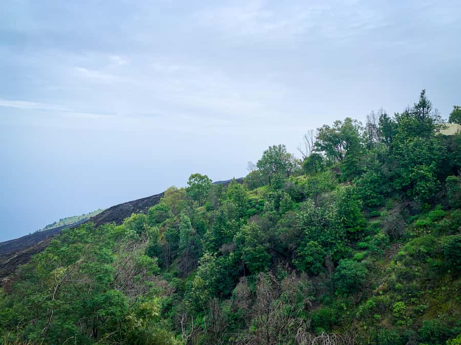 Sao Filipe: Coffee Plantation and Natural Pools Day Trip - Key highlights in plain terms