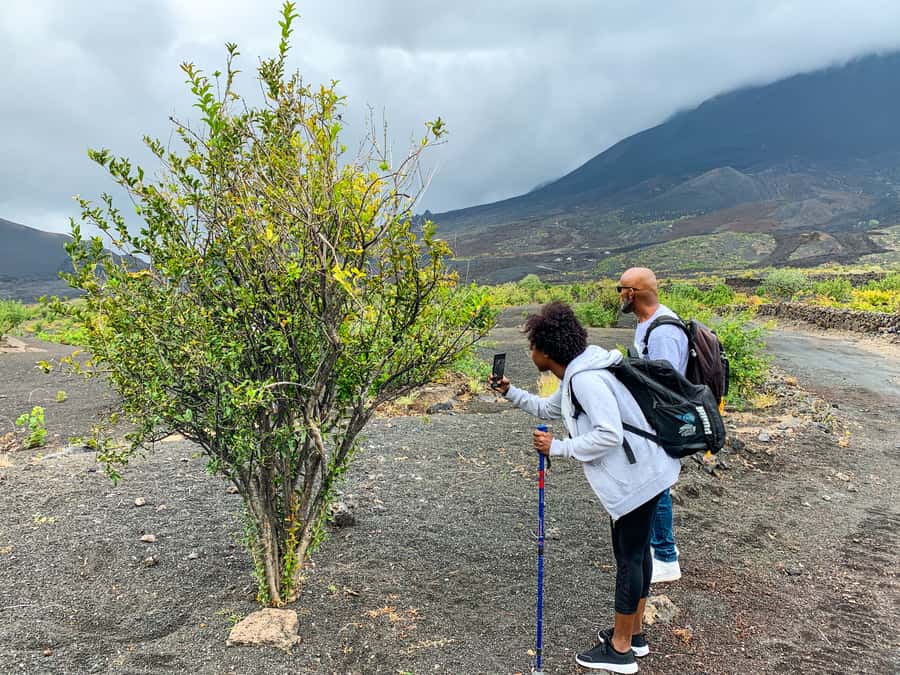 São Filipe: Fogo Volcano with Wine and Cheese Tasting - Timing, group size, and how to judge whether this will fit you