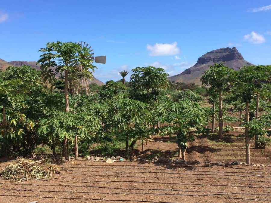 São Vicente: Half Day, Monte Verde and Villages - Salamansa stop: a quick look at how the island lives