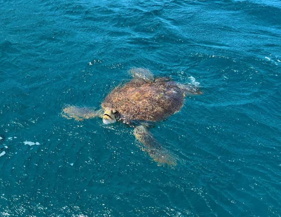 São Vicente: Snorkel with Sea Turtles Adventure - Key highlights at a glance