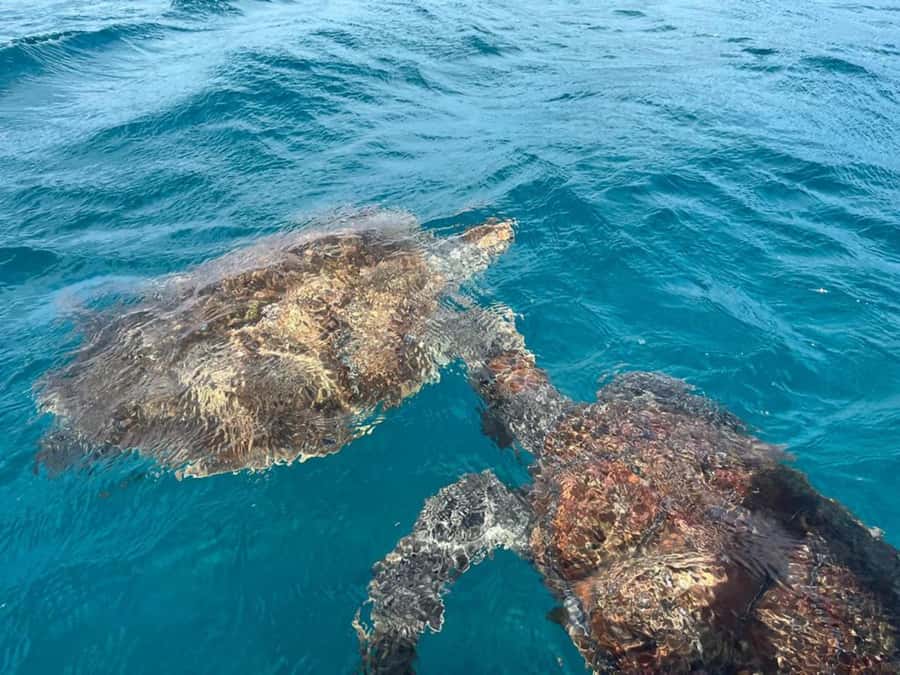 São Vicente: Snorkel with Sea Turtles Adventure - São Pedro and the turtles: why this snorkel is so worth it