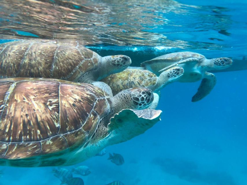 São Vicente: Snorkel with Sea Turtles Adventure - The boat ride to the turtle bay