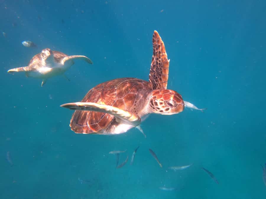 São Vicente: Snorkeling with Turtles Breathtaking Experience - Key points worth knowing before you go