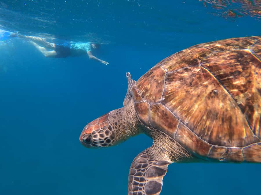 São Vicente: Snorkeling with Turtles Breathtaking Experience - Instructor and language: the part you should confirm