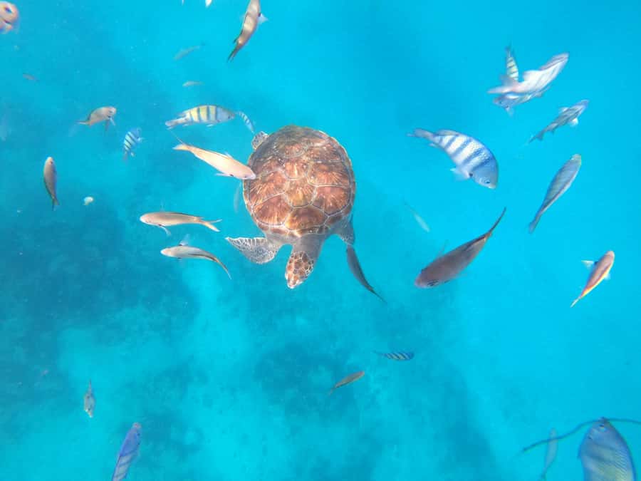 São Vicente: Snorkeling with Turtles Breathtaking Experience - São Vicente green-turtle snorkeling, powered by São Pedro fishermen