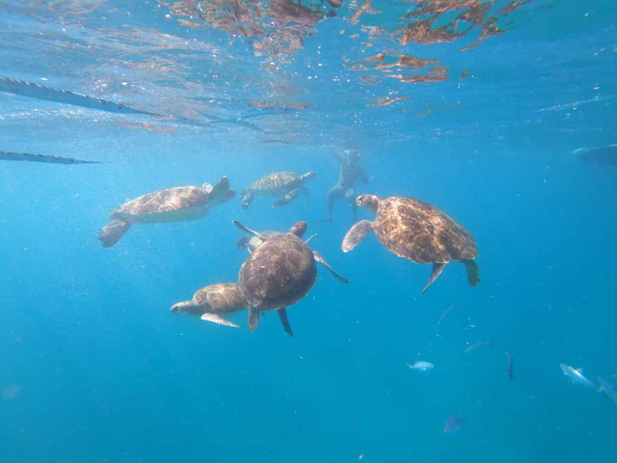São Vicente: Snorkeling with Turtles Breathtaking Experience - The fishermen’s boat ride: short, local, and part of the day