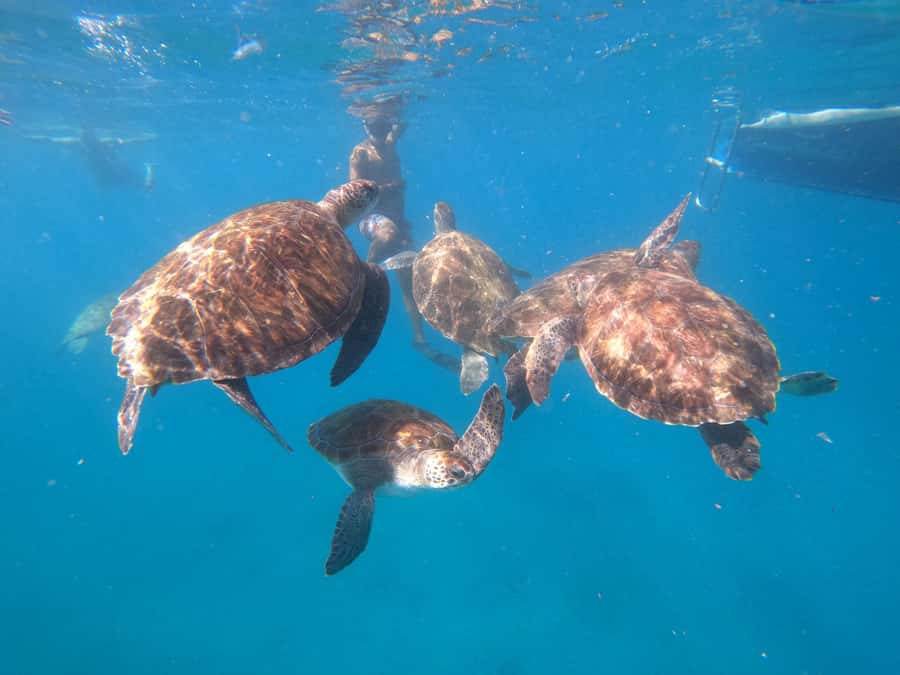 São Vicente: Snorkeling with Turtles Breathtaking Experience - Why this turtle feeding story matters to your experience
