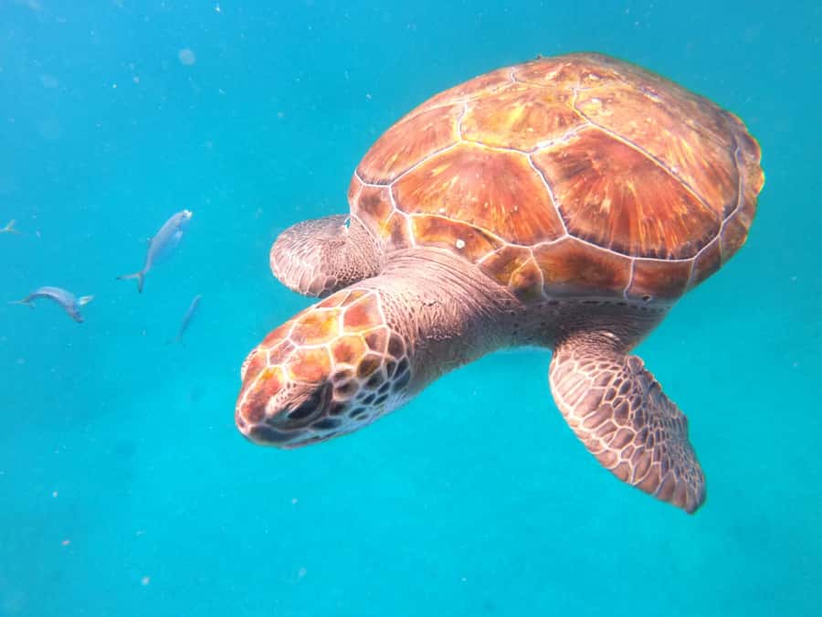 São Vicente: Snorkeling with Turtles Breathtaking Experience - What to bring for a smooth turtle day (and what to skip)