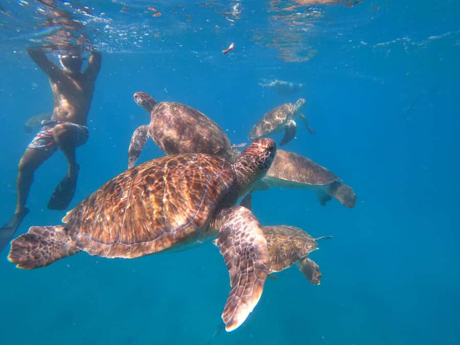 São Vicente: Snorkeling with Turtles Breathtaking Experience - Who this tour is for, and who should avoid it