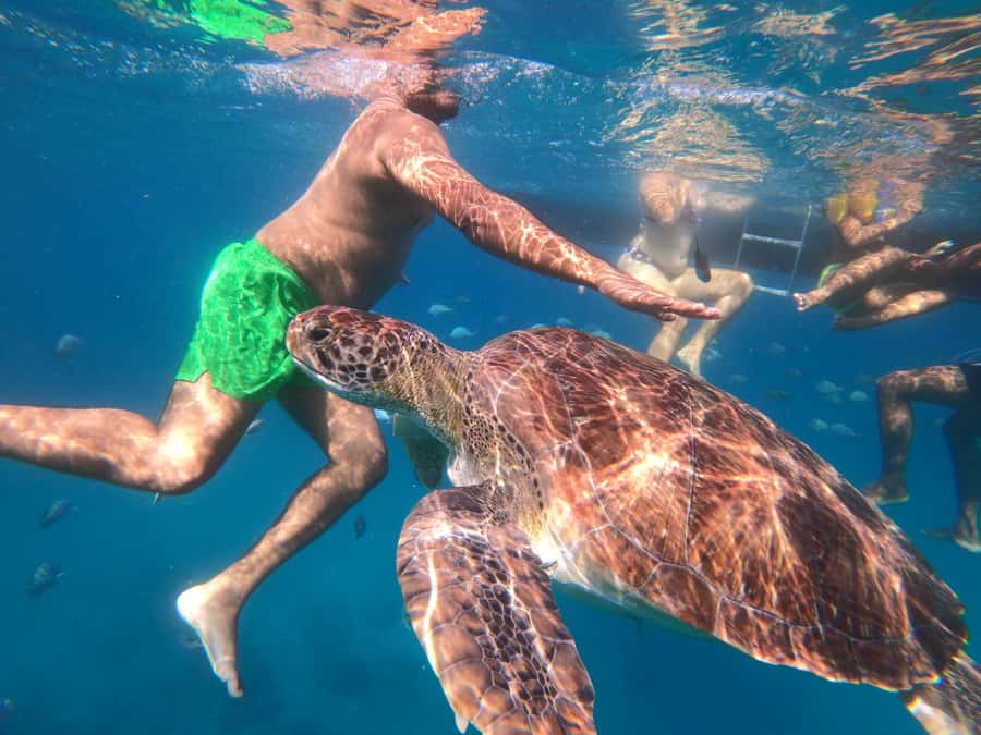 São Vicente: Snorkeling with Turtles Breathtaking Experience - Price and time math: what $88 really buys