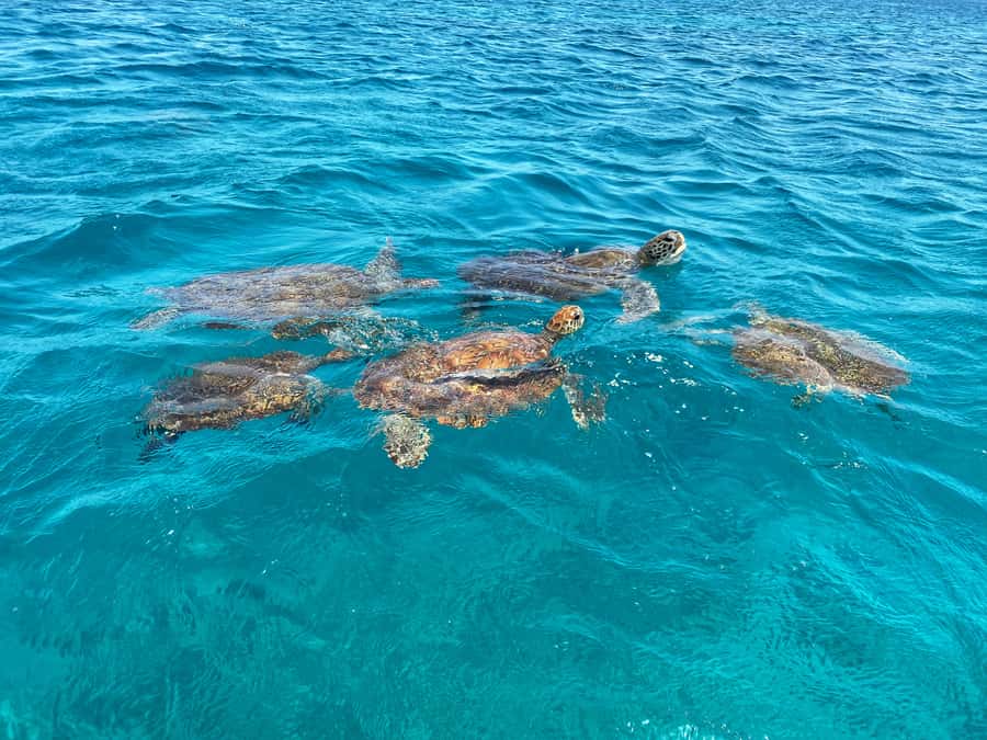São Vicente: Swimming and Snorkeling Tour with Sea Turtles - Key highlights you will care about