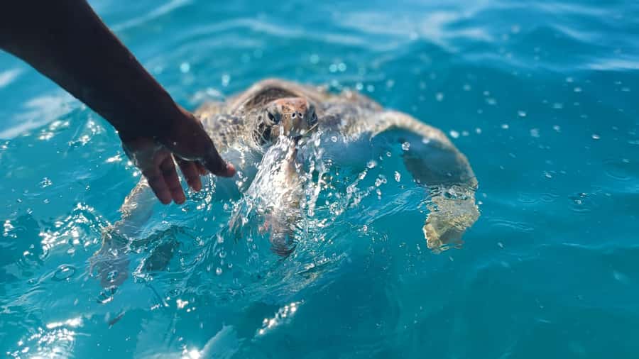 São Vicente: Swimming and Snorkeling Tour with Sea Turtles - Why São Vicente makes this turtle snorkeling possible