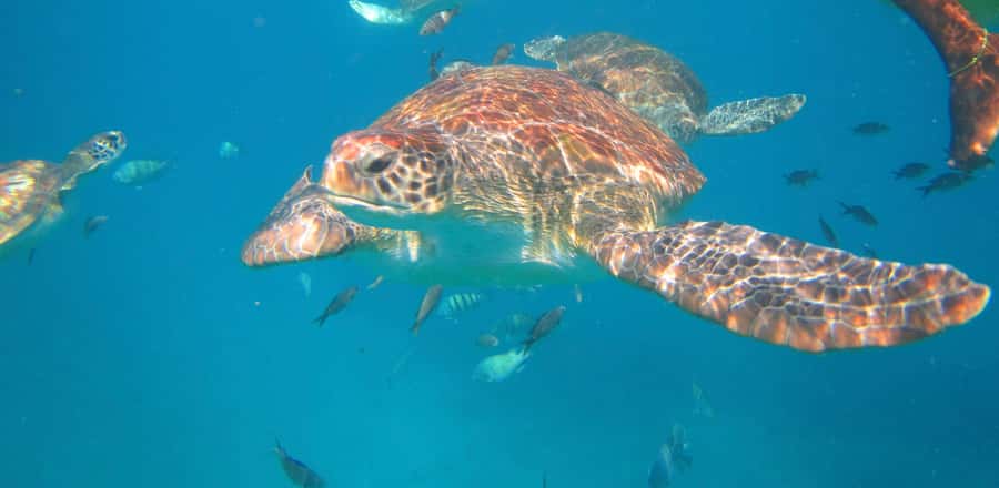 São Vicente: Swimming and Snorkeling Tour with Sea Turtles - Gear and safety briefing, the part that actually protects the magic
