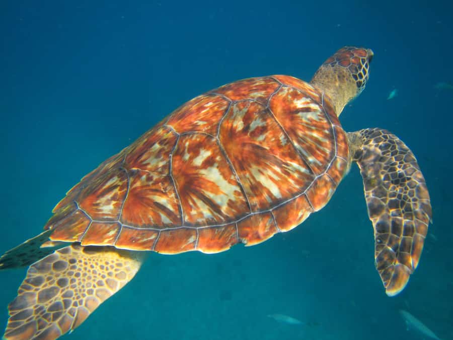 São Vicente: Swimming and Snorkeling Tour with Sea Turtles - Mindelo pickup, then a simple trip to São Pedro