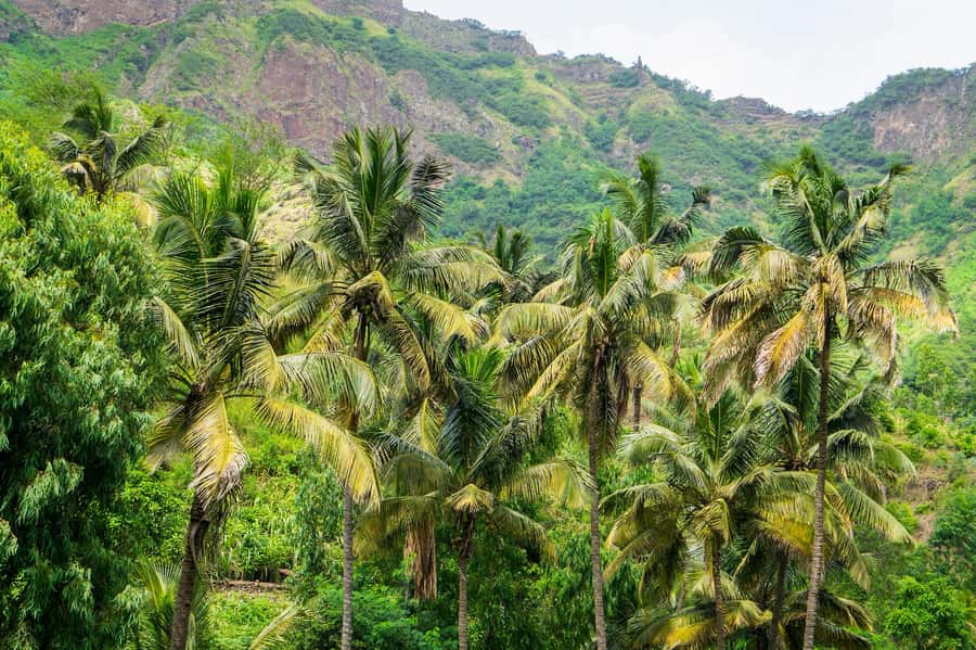 Serra Malagueta: Principal Valley Hike & Lunch with Locals - Mango, banana, and sugar cane: following the streams toward Mato Dento