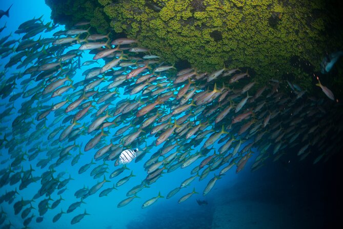 Snorkeling Experience in Santa Maria Bay by boat - Language and clarity: what to expect from the briefing