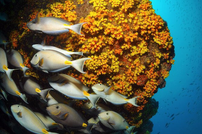 Snorkeling Experience in Santa Maria Bay by boat - Getting in, staying with the group, and seeing sea turtles