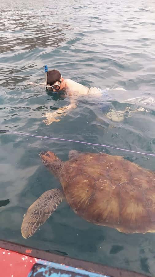 Snorkeling with Turtles - São Pedro Turtle Snorkeling, in Real Life Terms