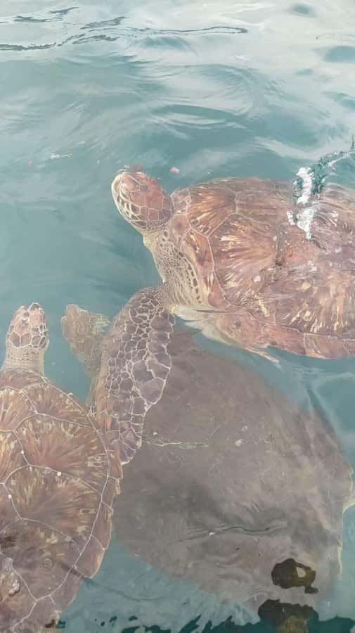 Snorkeling with Turtles - Mindelo Pickup to São Pedro: How the Timing Really Works
