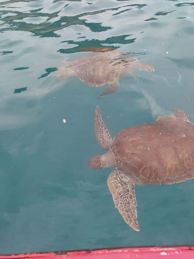 Snorkeling with Turtles - Languages and the Guide Experience: Getting Clear Answers