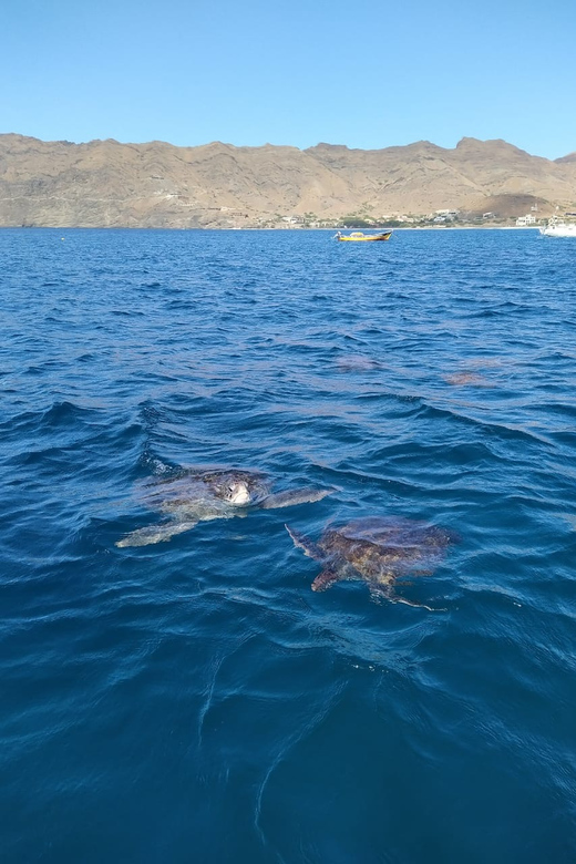 Snorkeling with turtles at Sao Pedro's Beach - São Pedro’s Beach in São Vicente: where turtle snorkeling makes sense