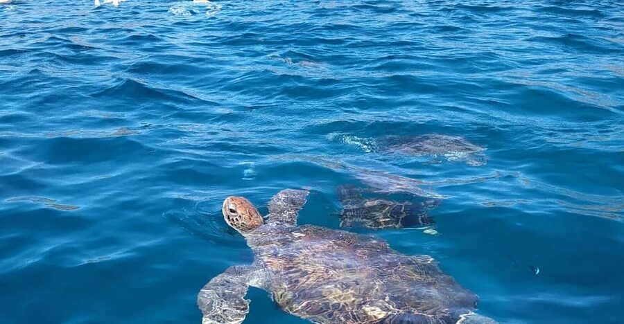Snorkeling with turtles at Sao Pedro's Beach - The gear reality check: why you should test the mask and mouthpiece before you enter