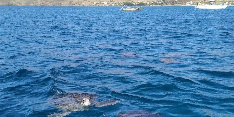 Snorkeling with turtles at Sao Pedro's Beach - Getting there the simple way: car, boat, and human help (Nelson, Pumba, José)