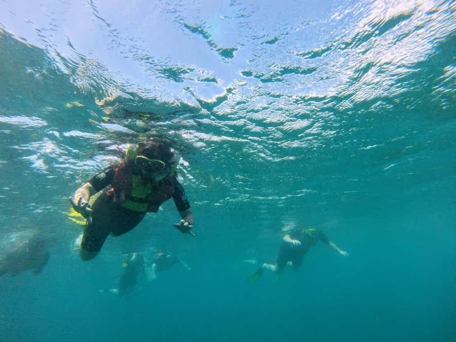 Snorkelling trip with certificate local guide - The Guide and Crew: What Nando Brings to This Trip