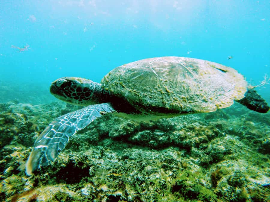 Snorkelling trip with certificate local guide - Booking Tips That Keep Your Day Smooth