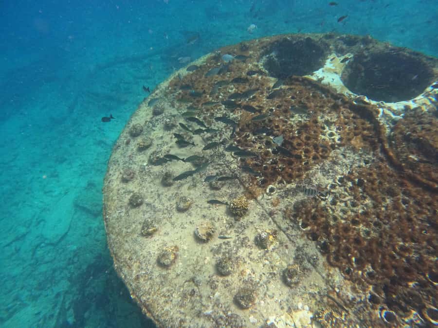 Snorkelling trip with certificate local guide - Should You Book Nando Tours for Santa Maria Snorkelling?