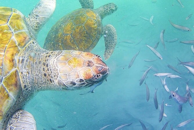 Spectacular experience with sea turtles - How the sea turtle snorkeling works from Mindelo