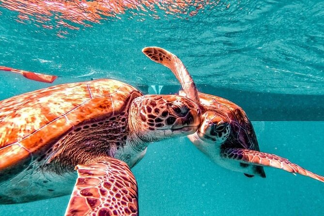 Spectacular experience with sea turtles - Eco-friendly here means turtle-first rules, not slogans
