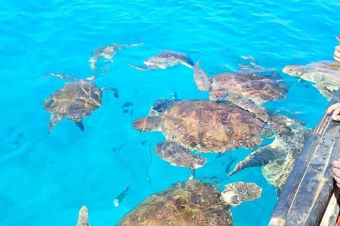 Spectacular experience with sea turtles - Price and value: is $61.58 a fair deal?
