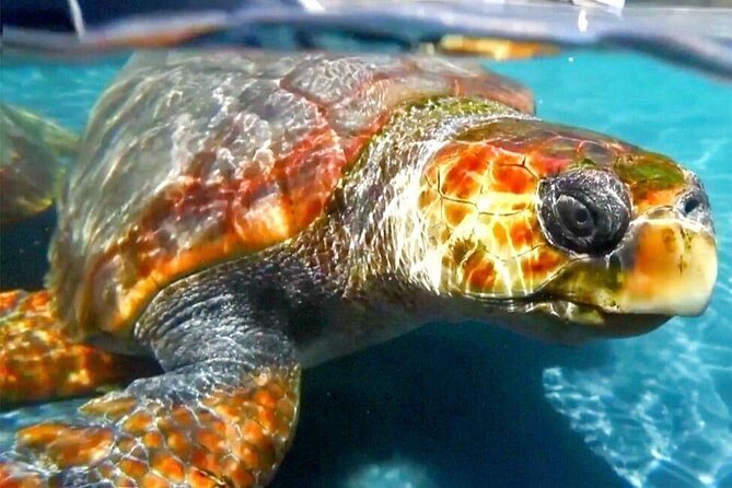Turtle Experience in Sal island - Key things I’d plan around