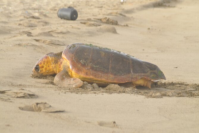 Turtle Experience in Sal island - The 8:00 PM pickup and the ride to the beach