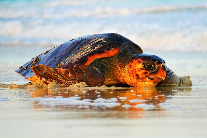 Turtle Watching Adventure - Quick takeaways for a turtle night on Sal