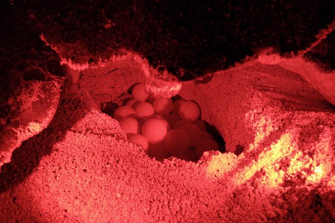 Turtle Watching Adventure - Snacks, bottled water, and the comfort checklist for night on the beach