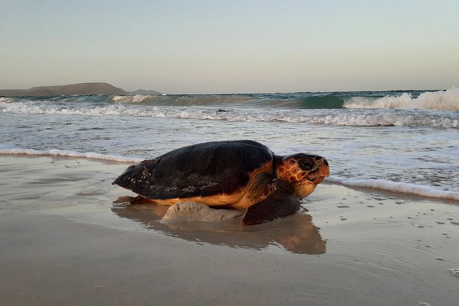 Turtle Watching Adventure - Who should book this turtle watching adventure, and who should skip it