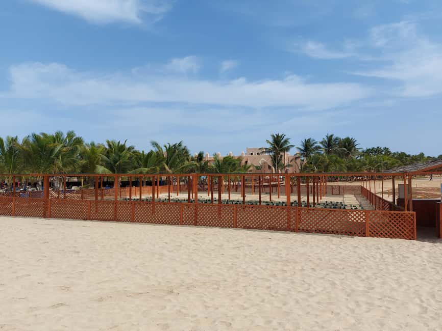 Turtle watching in Boa Vista Island - Key Highlights I’d Prioritize