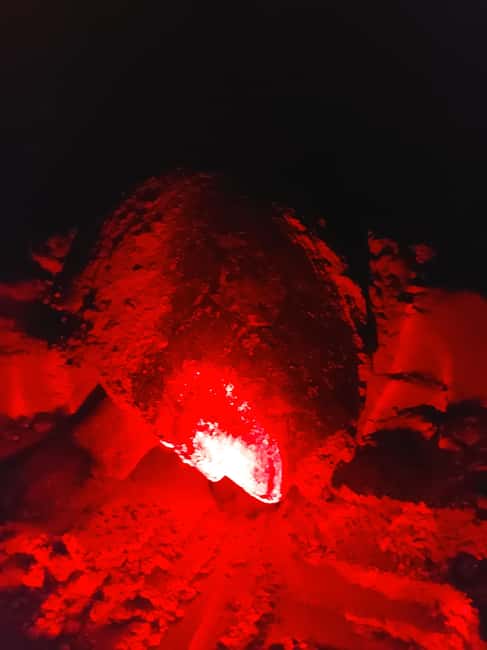 Turtle watching in Boa Vista Island - Turtle Watching on Boa Vista: What This Night Really Shows You