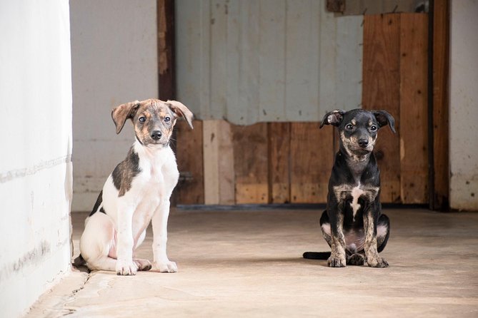 Volunteering with animals in Sao Vicente! - Key things I’d circle before booking