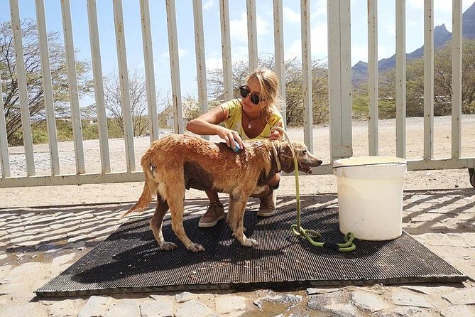 Volunteering with animals in Sao Vicente! - Why Sao Vicente animal volunteering feels more real