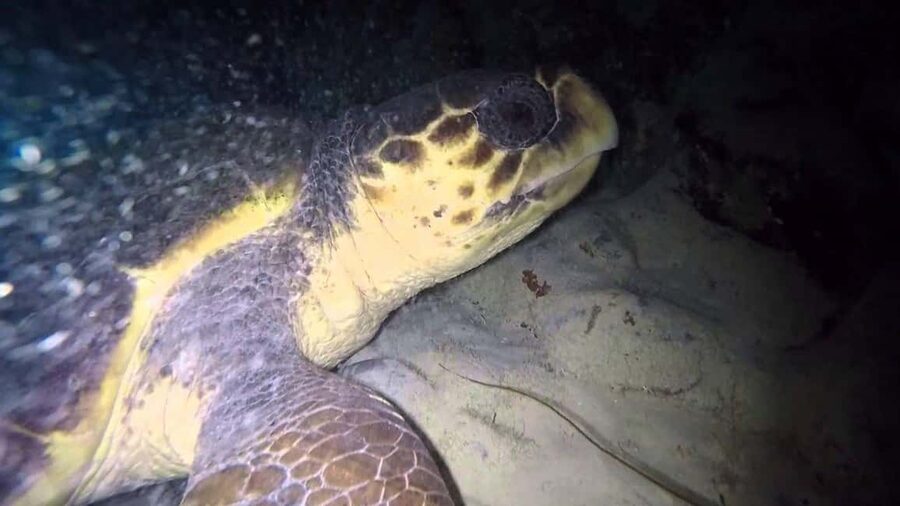 Watch Sea Turtles Nesting – Night Tour in Sal Island - Key things to know before you go
