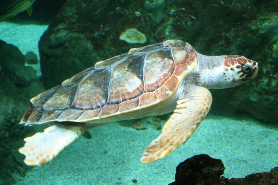 Watch Sea Turtles Nesting – Night Tour in Sal Island - Why Sal Island turtle nesting is a big deal, and what you will actually see
