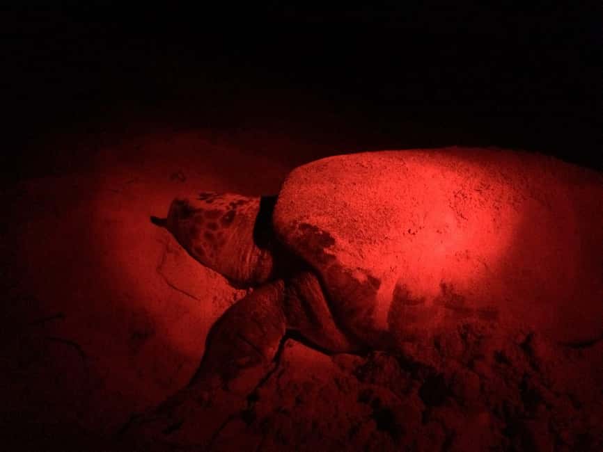 Watch Sea Turtles Nesting – Night Tour in Sal Island - Santa Maria pickup and the drive to beaches like Algodoeiro, Kite Beach, or Serra Negra