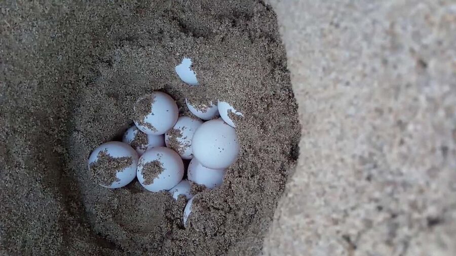 Watch Sea Turtles Nesting – Night Tour in Sal Island - Group tour vs private vs deluxe glamping: what changes, and what stays the same