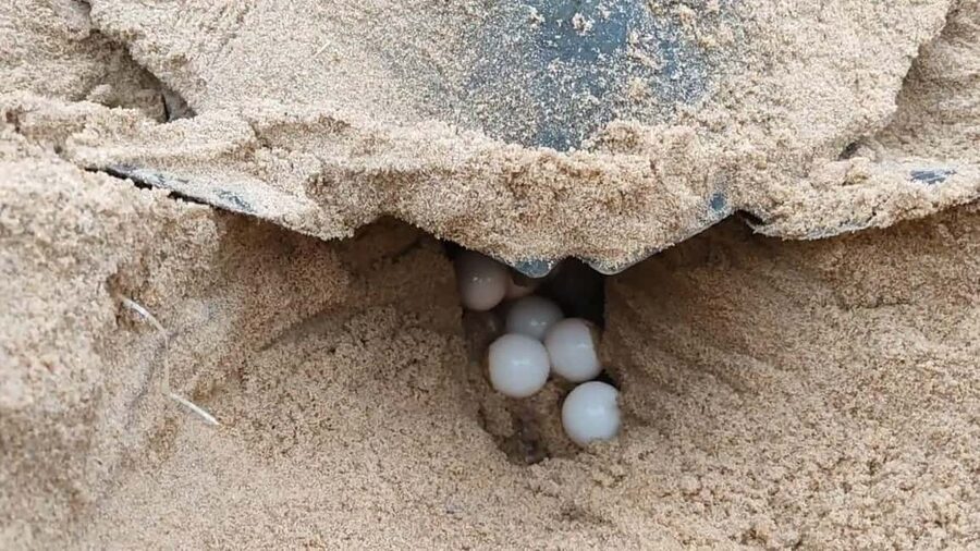 Watch Sea Turtles Nesting – Night Tour in Sal Island - Practical packing for a turtle night: dark clothes, sturdy shoes, and mosquito survival