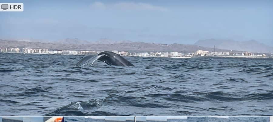 Whale watching tour SEASONAL - Key Highlights You Should Know Before You Go